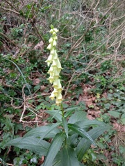 Digitalis lutea lutea