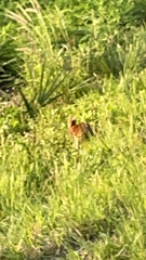 Sylvilagus palustris