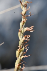 Mesadenus polyanthus