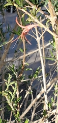 Anisacanthus thurberi