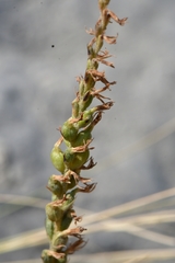 Mesadenus polyanthus