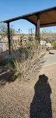 Anisacanthus thurberi