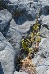 Mesadenus polyanthus