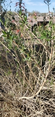 Anisacanthus thurberi