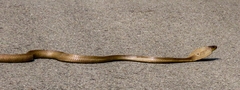 Naja kaouthia