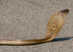 Naja kaouthia