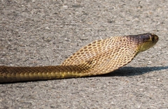 Naja kaouthia