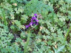 Anacamptis morio longicornu