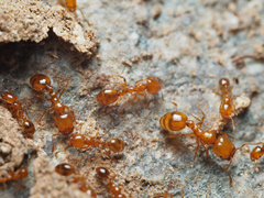 Solenopsis aurea