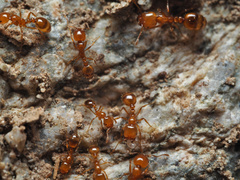 Solenopsis aurea