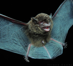 Eptesicus brasiliensis