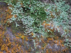 Pallavicinia