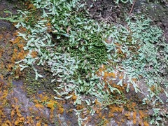 Pallavicinia