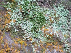 Pallavicinia