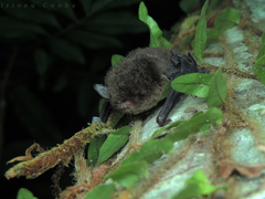 Myotis nigricans