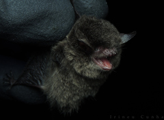 Myotis nigricans