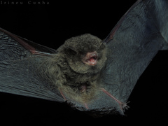 Myotis nigricans