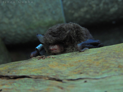 Myotis riparius