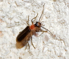 Podabrus quadratus