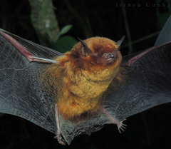 Myotis ruber
