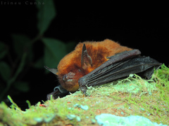 Myotis ruber