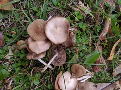 Britzelmayria multipedata