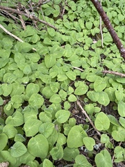 Doronicum pardalianches