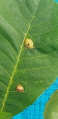 Phylloxera caryaescissa