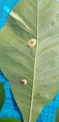 Phylloxera caryaescissa