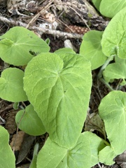 Doronicum pardalianches