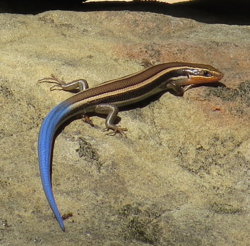 iNaturalist observation photo of Western Skink