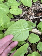 Doronicum pardalianches