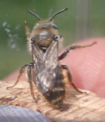 Osmia rufohirta