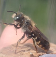 Osmia rufohirta