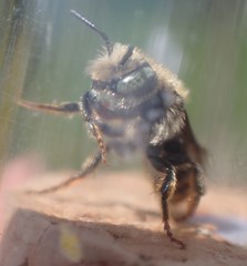 Osmia rufohirta