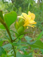 Barleria crossandriformis