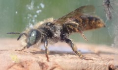 Osmia rufohirta