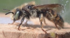 Osmia rufohirta