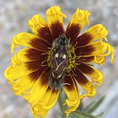 Heliothodes