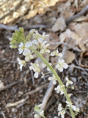 Dimorphocarpa wislizeni