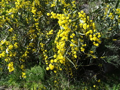 Acacia