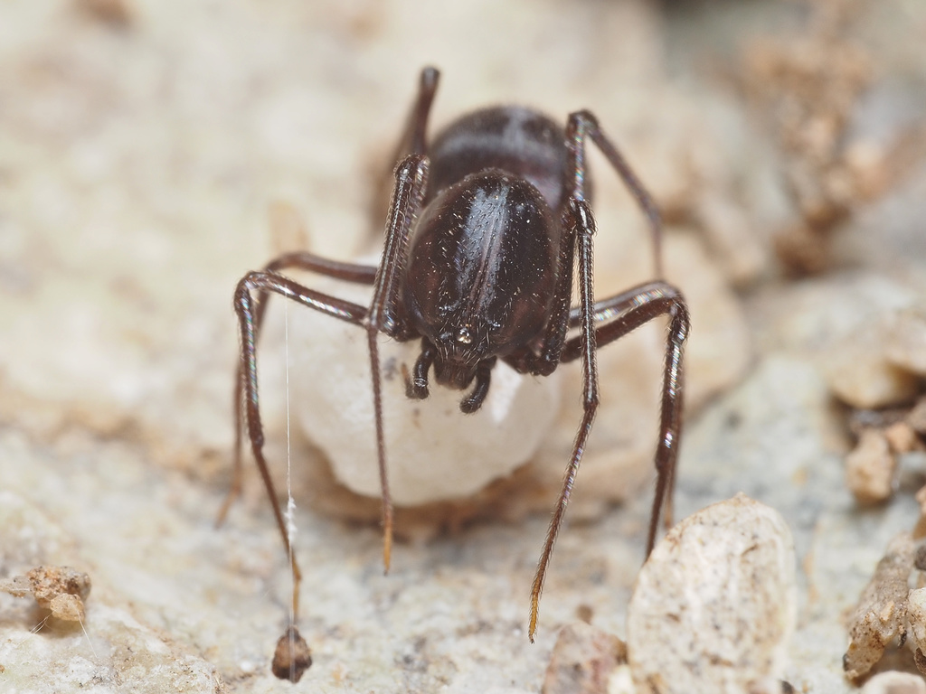 Spitting Spiders