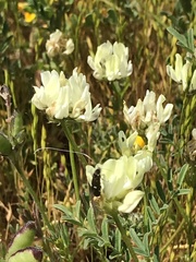 Astragalus breweri