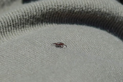 Dermacentor reticulatus