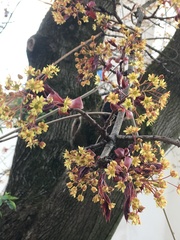 Acer platanoides