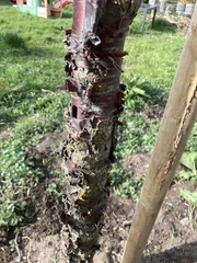Prunus serrula