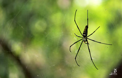 Nephila pilipes