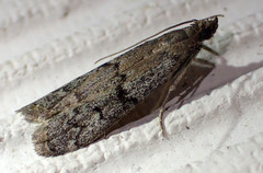 Vitula serratilineella