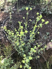 Euphorbia crenulata