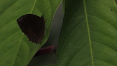 Elymnias hypermnestra beatrice